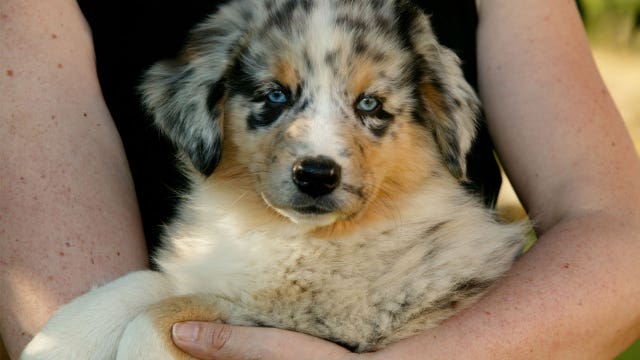 Coors Light will help cover fees for 1,000 people to adopt a dog for Valentine’s Day