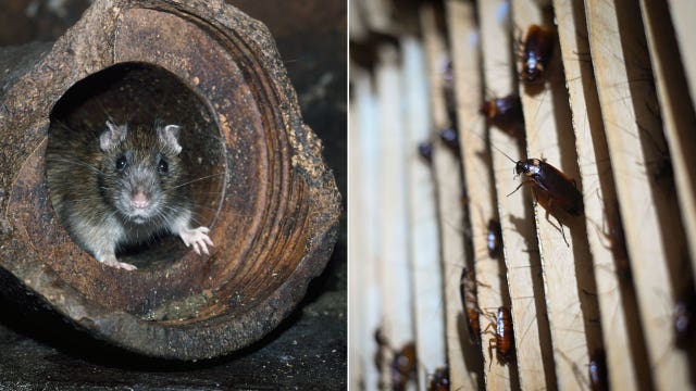 Zoo will name cockroach or rat after your ex, feed it to a bird or reptile on Valentine’s Day
