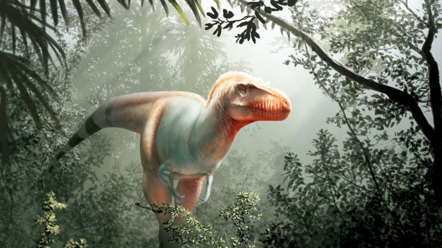 New ‘reaper of death’ Tyrannosaur species discovered in Canada