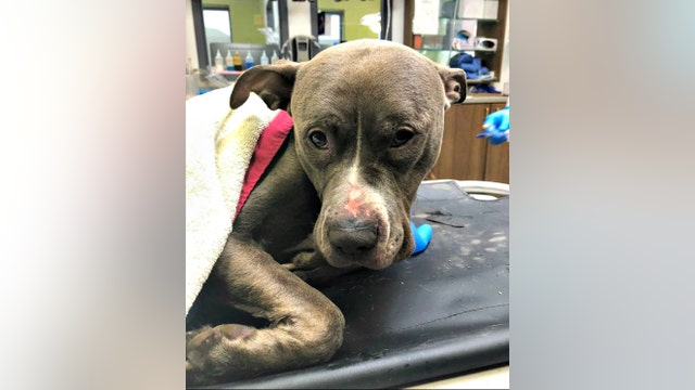 PETA offers $5,000 reward for info on abandoned dog found in trash bag