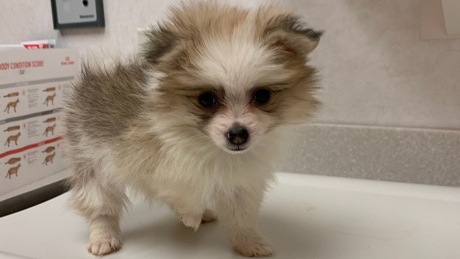 Prosecutors More Than 130 Animals Rescued From Suspected Puppy Mill In New Jersey