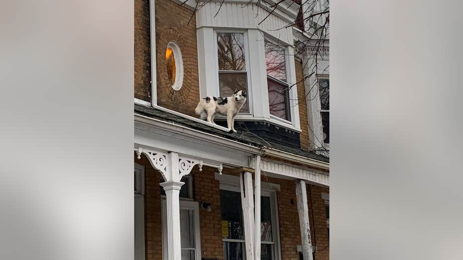 RoofHusky.jpg