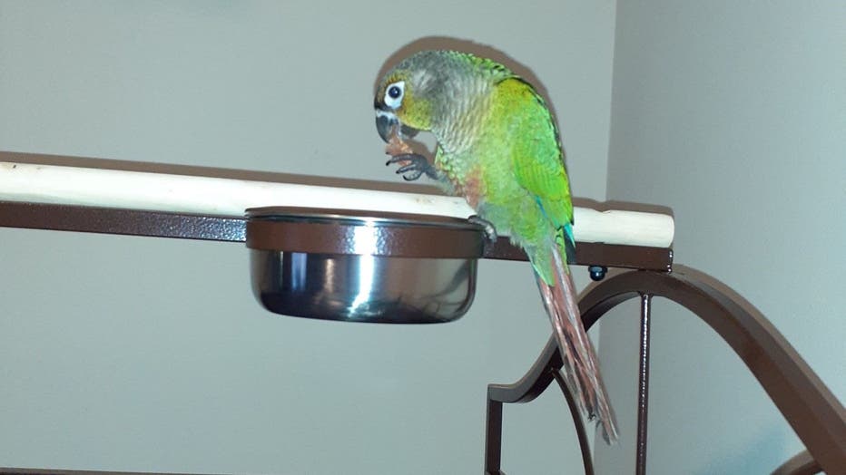 parrot-yells-fire.jpg