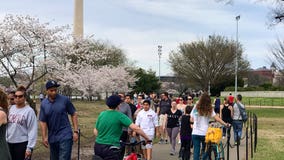 Visitors flocking to see the cherry blossoms at the Tidal Basin, despite social distancing warnings