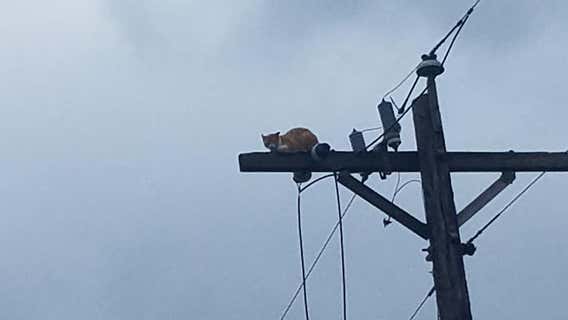 Cat rescued from utility pole in Thrall
