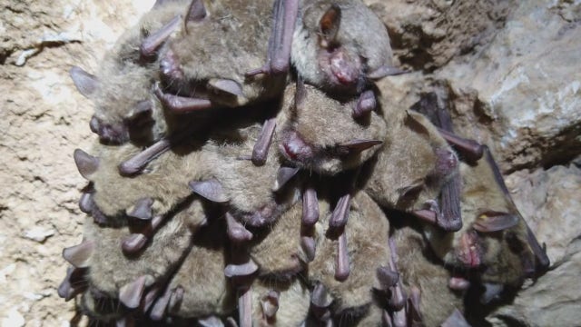 Texas Parks & Wildlife concerned for Austin bat population due to white-nose syndrome