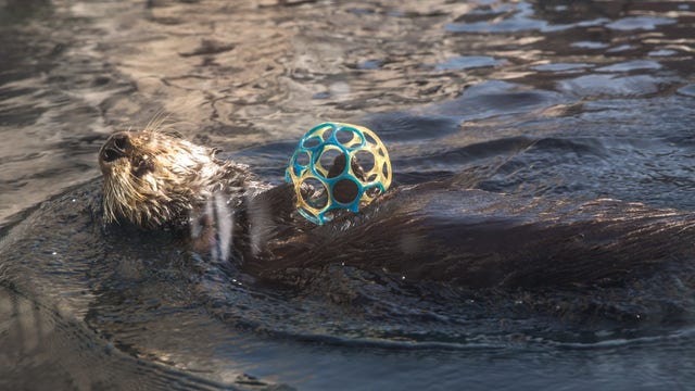Otter livestream by California aquarium brings 'pawsitivity' during coronavirus pandemic