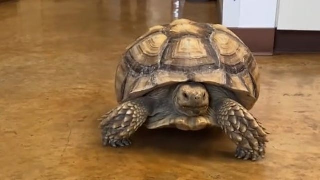 Austin Animal Center looking for owner of tortoise found in South Austin