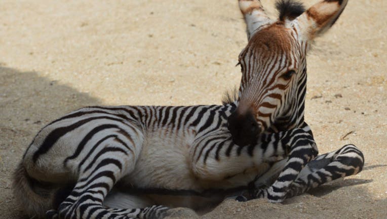 Zebra Foal Born at Disney's Animal Kingdom