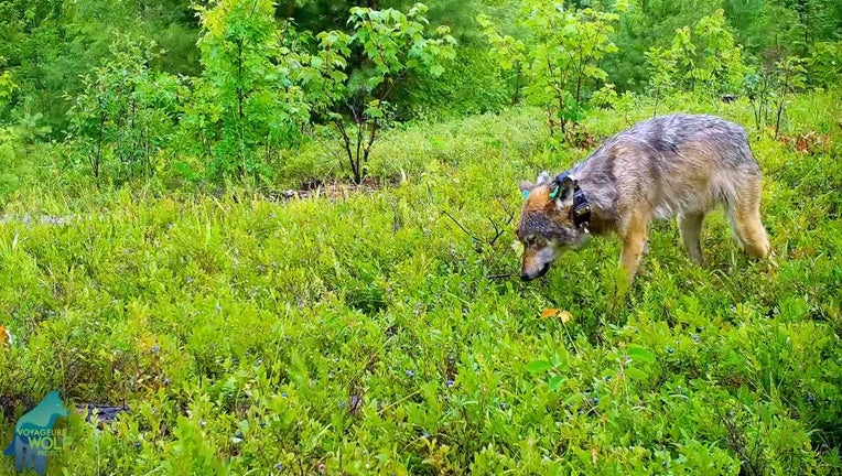 wolves foraging for berries voyageurs