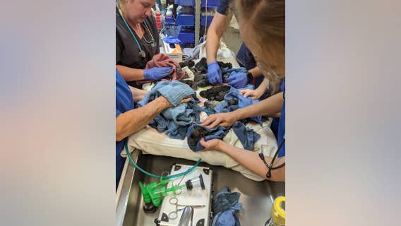 Dog gives birth to litter of 21 puppies