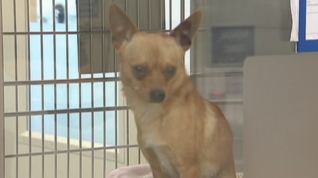 Animal Center not taking in strays, Austin nonprofit steps in to help