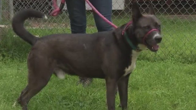 Austin Animal Control officers only responding to priority one calls