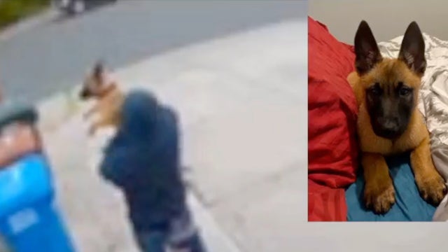 ER nurse searching for stolen puppy, theft caught on camera