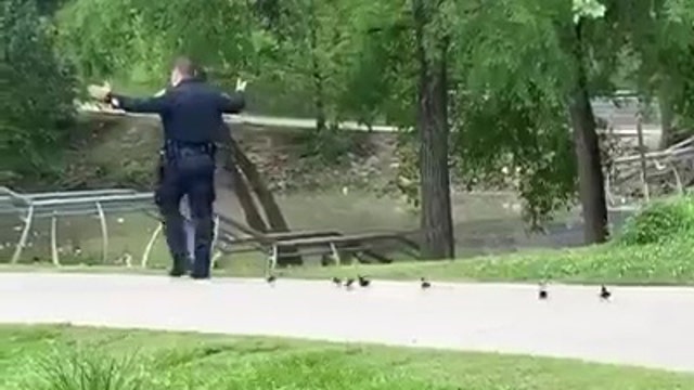 Houston officer provides police escort for ducklings searching for their mother