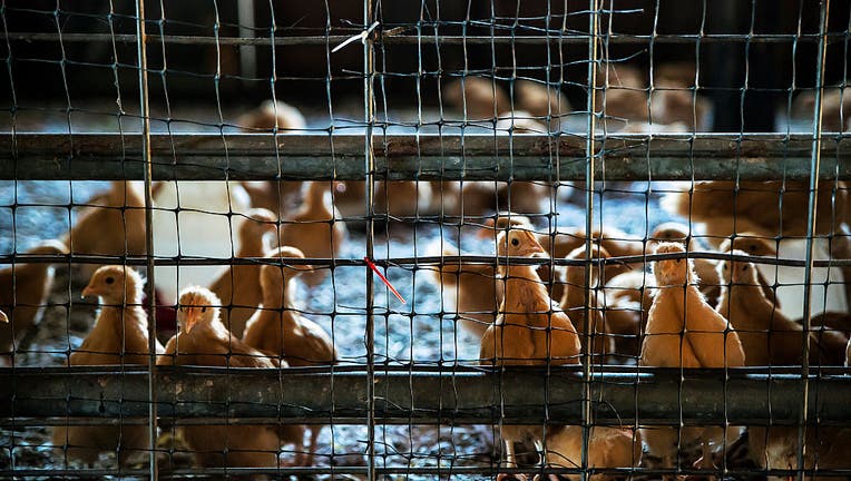 Chicken chicks in a chicken house