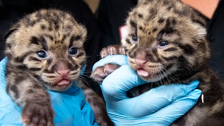 zoo miami clouded leopard cubs