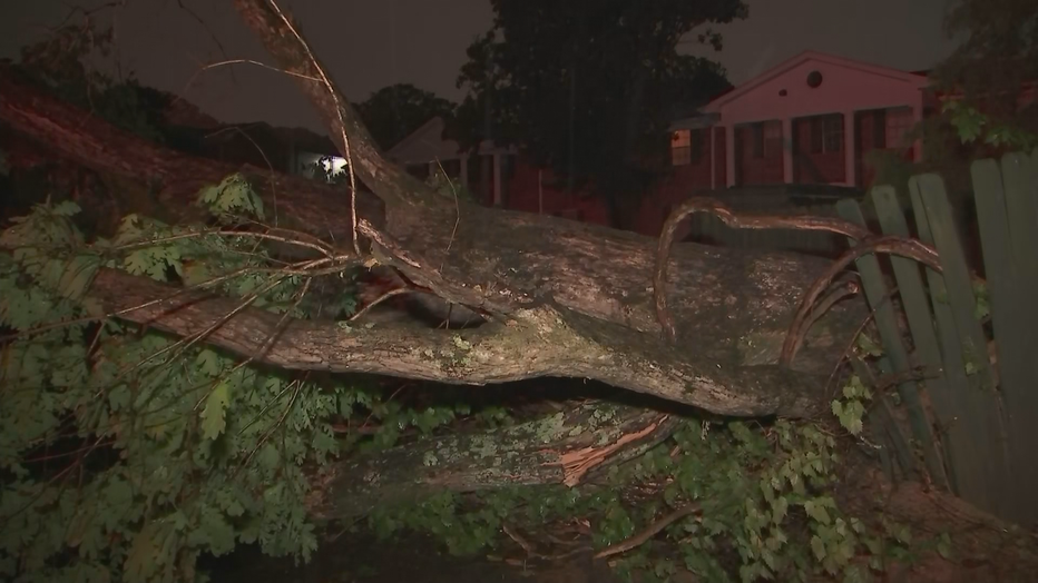 Tree-on-Cars-East-Point-3-1.png