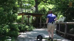 Dallas Zoo's black vulture goes on enrichment stroll through park