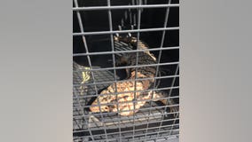 WCSO looking for owner of 3-foot lizard found north of Liberty Hill