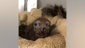 Critically endangered hooded vulture chick born at Zoo Atlanta