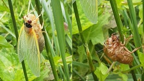 Cicadas in Virginia, West Virginia to emerge this month after 17 years