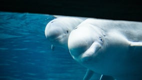 Georgia Aquarium celebrates birth of baby beluga