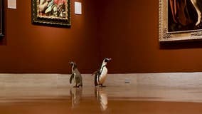 Penguins get private tour of Kansas City art museum closed during pandemic