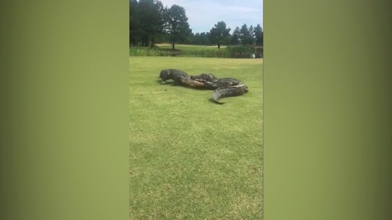 ‘The fight went on for 2 hours’: Golfers capture video of alligator brawl on SC golf course