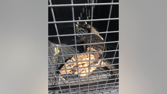 WCSO looking for owner of 3-foot lizard found north of Liberty Hill