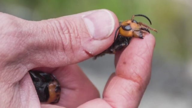 Texas beekeepers see no current threat to Texas honeybees from "murder hornets"