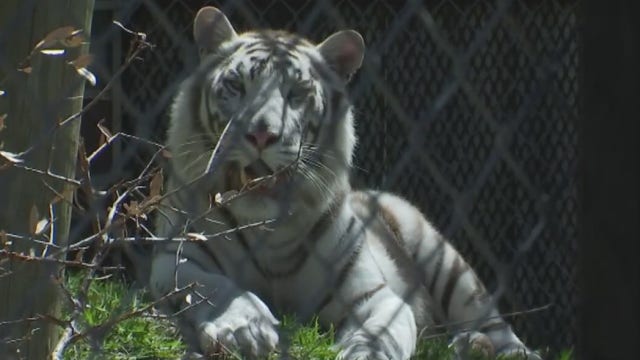 Austin Zoo plans to allow visitors beginning May 29