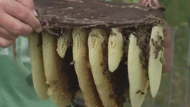 It’s bee season in Austin, so here's what you need to know