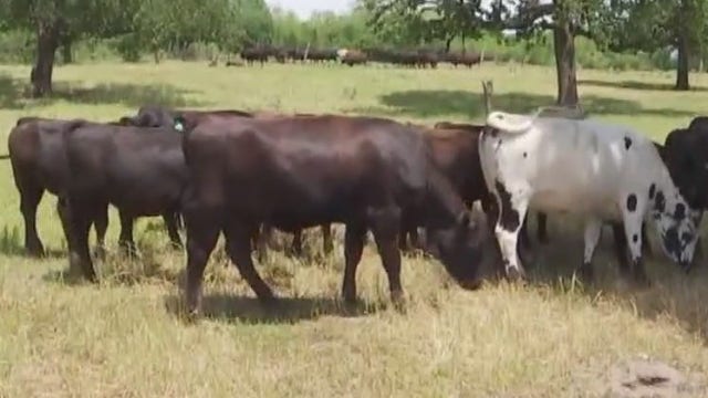 Meat shortage expected in Texas as supply slows down during coronavirus pandemic 