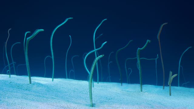 Spend some time video chatting with these spotted garden eels in Japan who are forgetting humans
