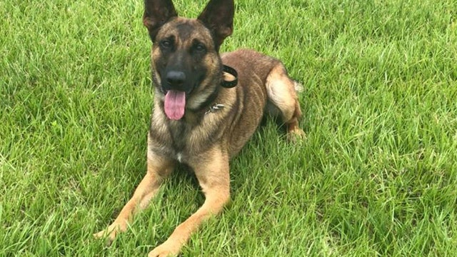 Tampa Police Department welcomes new K9 crime fighter