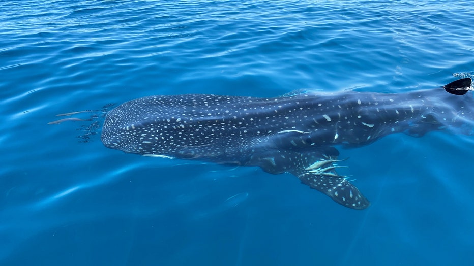 whale-shark-1.jpg