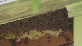 San Marcos man attacked by swarm of bees, stung an estimated 300 times