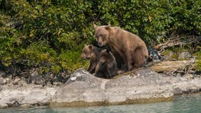 Trump administration to reportedly lift ban on baiting and killing hibernating bears and wolves in Alaska