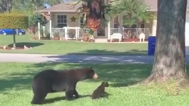 Mama bear, 2 cubs spotted in Sebring neighborhood