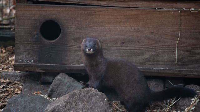 Study: Minks infected with COVID-19 by humans can spread coronavirus back to them