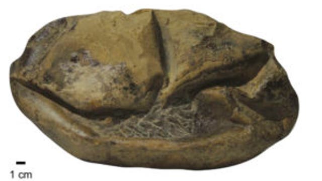UT researchers: Fossil egg may belong to extinct sea lizard