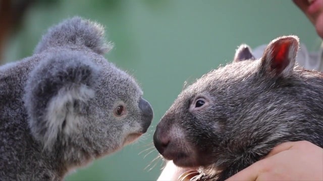 Koala and wombat become adorable 'lockdown BFFs'