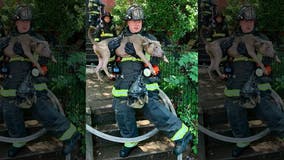 DC firefighters rescue 6 dogs from burning home in sweltering heat