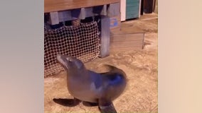 'Wow, You Can Really Dance': Georgia Aquarium sea lion shows off moves