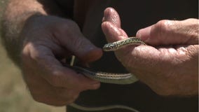 Woman finds dozens of snakes in apartment after building renovations