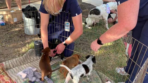 CUTE: Puppies visit St. David's to raise the spirits of healthcare workers