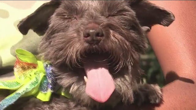 Houston family reunited with dog that was stolen almost a decade ago