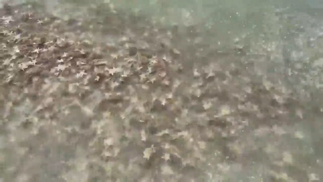 More than a thousand starfish wash up on South Carolina beaches