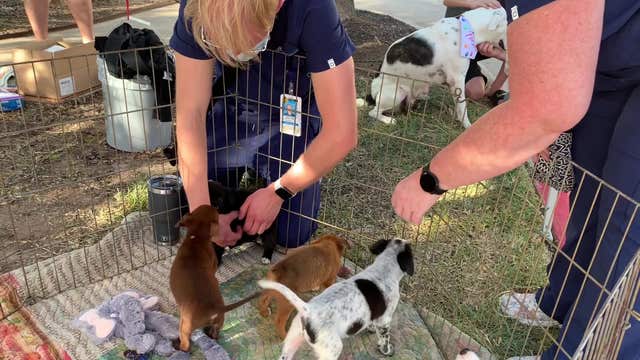 CUTE: Puppies visit St. David's to raise the spirits of healthcare workers